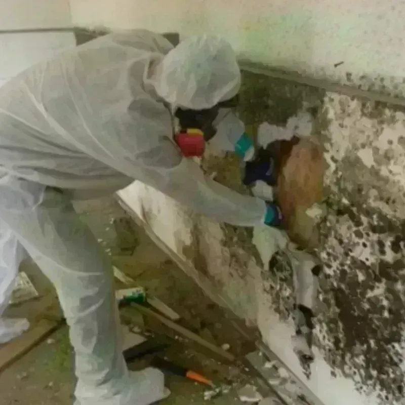 Mold Remediation and Removal in Stewart County, GA